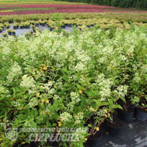 Hydrangea paniculata 'Kyushu' - Rispenhortensie - Hydrangea paniculata 'Kyushu'