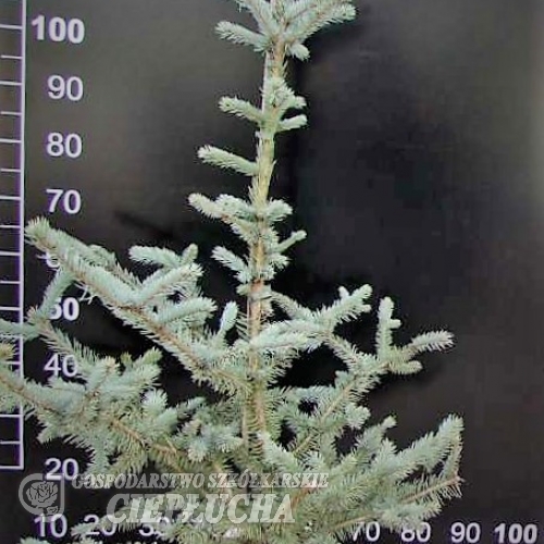 Picea pungens 'Iseli Foxtail' - świerk kłujący - Picea pungens 'Iseli Foxtail'