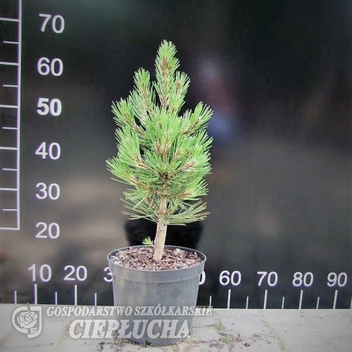 Pinus heldreichii  'Satellit' - Schlangenhaut-Kiefer - Pinus heldreichii 'Satellit' ; Pinus leucodermis