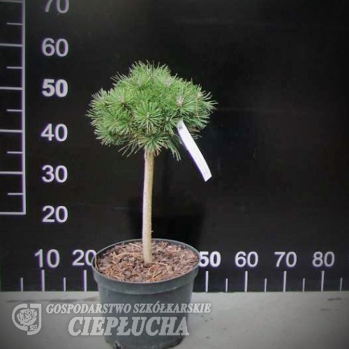 Pinus mugo 'Fructata' - Bergkiefer - Pinus mugo  'Fructata'
