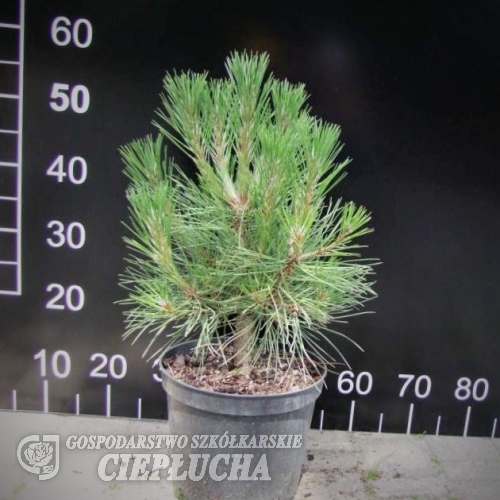 Pinus nigra 'Spielberg' - sosna czarna - Pinus nigra 'Spielberg'