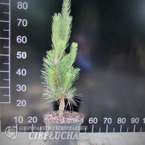 Pinus nigra var. caramanica syn. Pinus nigra subsp. pallasiana - sosna czarna - Pinus nigra var. caramanica syn. Pinus nigra subsp. pallasiana