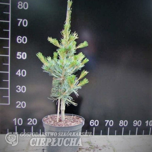 Pinus parviflora 'Hagaromo Seedling' - sosna drobnokwiatowa - Pinus parviflora 'Hagaromo Seedling'