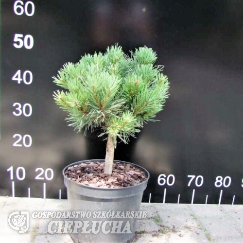 Pinus sylvestris 'Longmoor' - sosna zwyczajna - Pinus sylvestris 'Longmoor'