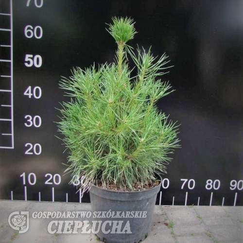 Pinus sylvestris 'Xawery' - sosna zwyczajna - Pinus sylvestris 'Xawery'
