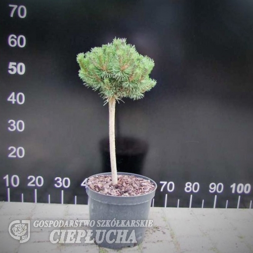 Pinus mugo 'Uncinata Compacta' - kosodrzewina - Pinus mugo 'Uncinata Compacta' ; Pinus uncinata
