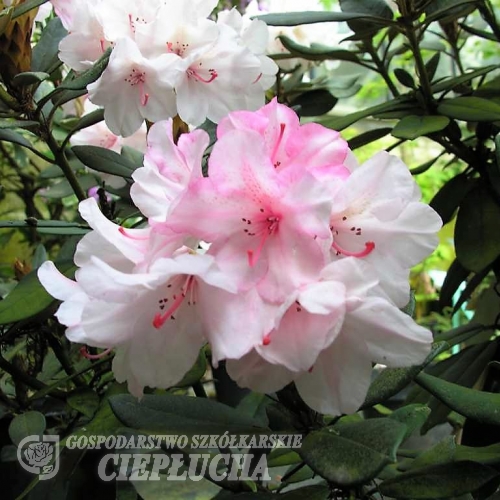 Aloha- Rhododendron hybridum - Aloha- Rhododendron hybridum