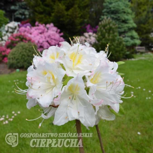 Silver Slipper - Azalia wielkokwiatowa - Silver Slipper - Rhododendron (Azalea)