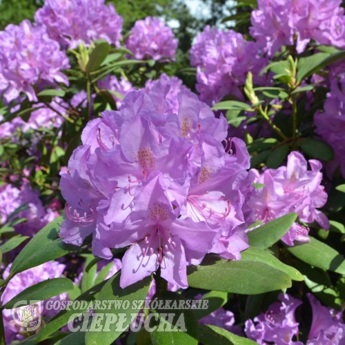 Catawbiense Boursault - różanecznik wielkokwiatowy - Catawbiense Boursault - Rhododendron hybridum
