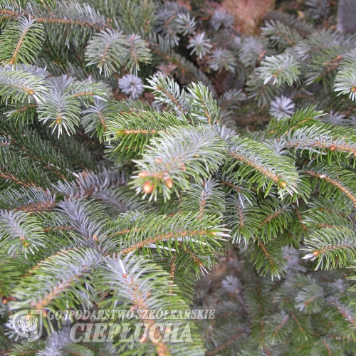 Picea bicolor - świerk dwubarwny - Picea bicolor  ;  Picea alcoquiana