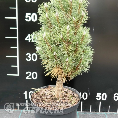 Pinus nigra 'Richard' - Schwarzkiefer - Pinus nigra 'Richard'