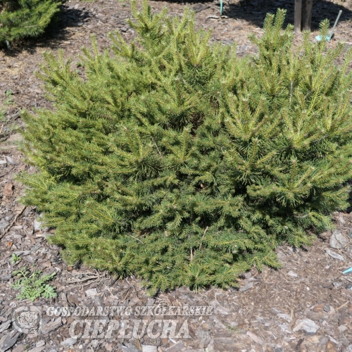 Pinus sylvestris 'Skjak' - sosna zwyczajna - Pinus sylvestris 'Skjak'