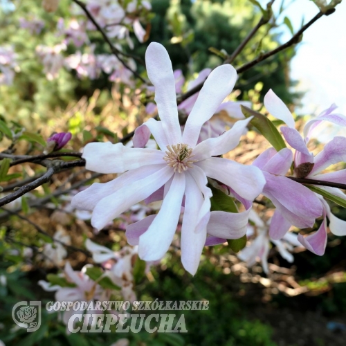 x loebneri 'Leonard Messel' - magnolia Loebnera - Magnolia x loebneri 'Leonard Messel'