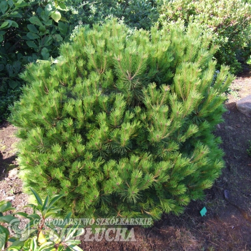 Pinus nigra 'Brepo' - sosna czarna - Pinus nigra 'Brepo'