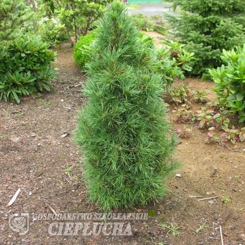 Pinus sylvestris 'Globosa Viridis' - sosna zwyczajna - Pinus sylvestris 'Globosa Viridis'