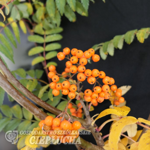 Sorbus ×arnoldiana 'Apricot Queen' - Eberesche - Sorbus ×arnoldiana 'Apricot Queen'