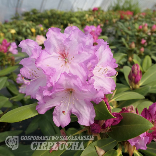 Nicoletta - Rhododendron Yakushimanum - Rhododendron yakushimanum 'Nicoletta'