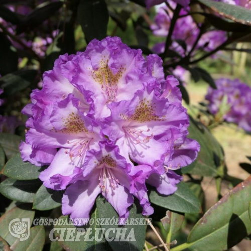 Střekov - różanecznik wielkokwiatowy - Rhododendron hybridum 'Střekov'