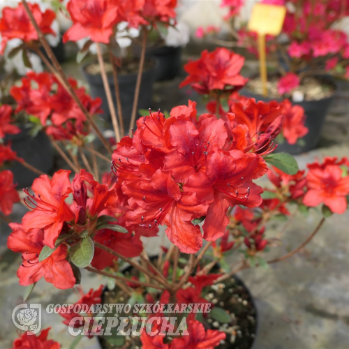 Čertoryje - Azalia japońska - Čertoryje - Rhododendron