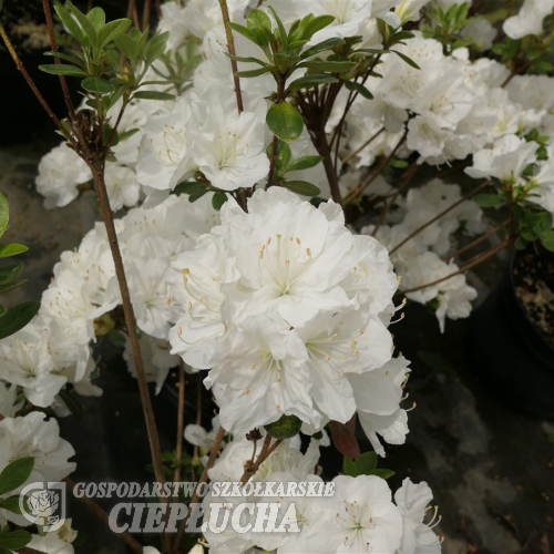 Sněžka PBR - Azalia japońska - Sněžka PBR - Rhododendron