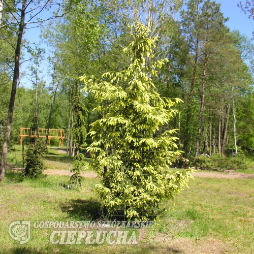Pinus heldreichii 'Aureospicata' - sosna bośniacka - Pinus  heldreichii  'Aureospicata'  ; Pinus leucodermis
