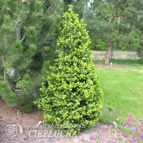 Picea abies 'Emsland' - świerk pospolity - Picea abies 'Emsland'