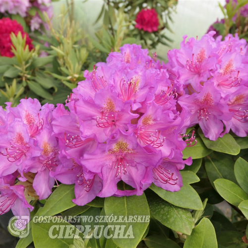 Pink Purple Dream PBR - Rhododendron Hybride - Pink Purple Dream PBR - Rhododendron hybridum