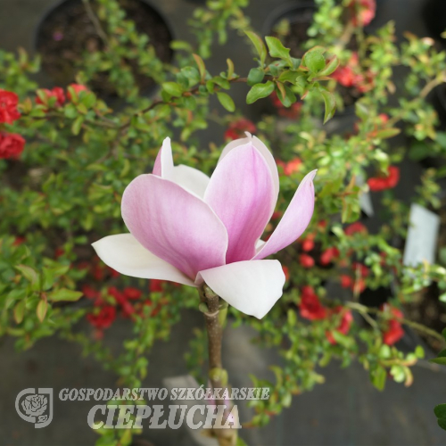Satisfaction - magnolia Soulange'a; magnolia pośrednia - Satisfaction - Magnolia soulangeana