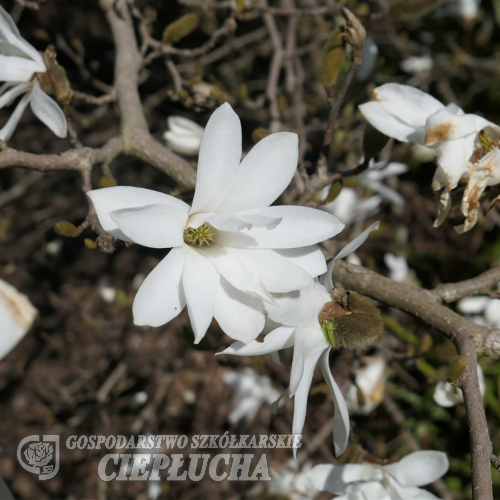 Magnolia stellata - magnolia gwiaździsta - Magnolia stellata ; Magnolia kobus 'Stellata'