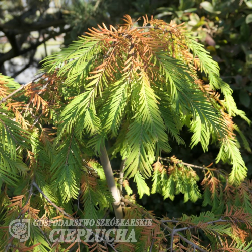 Metasequoia glyptostroboides 'Matthaei Broom' - metasekwoja chińska - Metasequoia glyptostroboides 'Matthaei Broom'