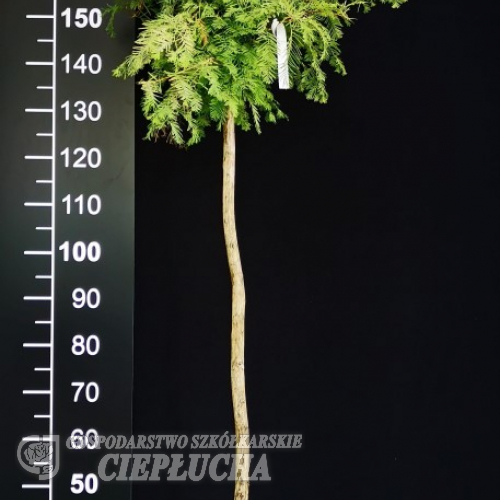 Metasequoia glyptostroboides White Spot - Urweltmammutbaum - Metasequoia glyptostroboides White Spot