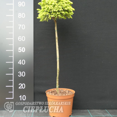 Picea omorika 'Pevé Tijn' - świerk serbski - Picea omorika 'Pevé Tijn'