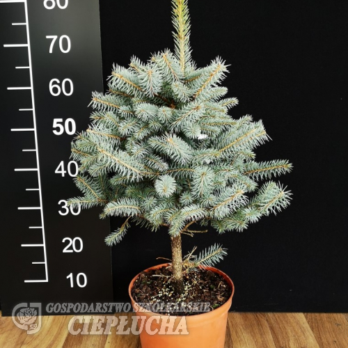 Picea pungens 'Glauca Colorado' - świerk kłujący - Picea pungens 'Glauca Colorado'