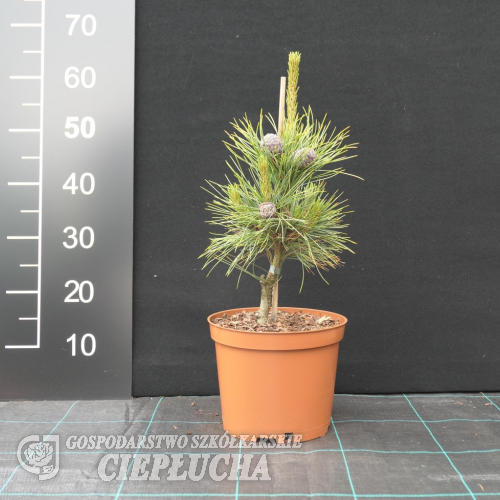 Pinus cembra  var. aurea - sosna limba - Pinus cembra  var. aurea