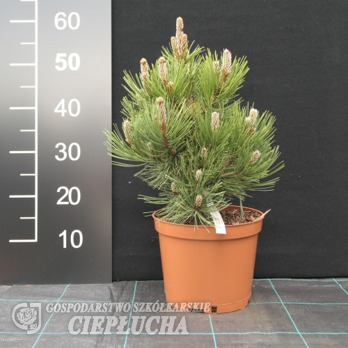 Pinus heldreichii 'Nana' - sosna bośniacka - Pinus heldreichii 'Nana' ; Pinus leucodermis