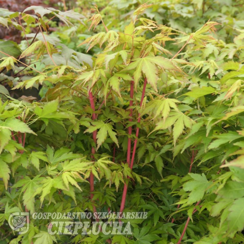 Acer palmatum 'Sangokaku'- Fächer-Ahorn - Acer palmatum 'Sangokaku'