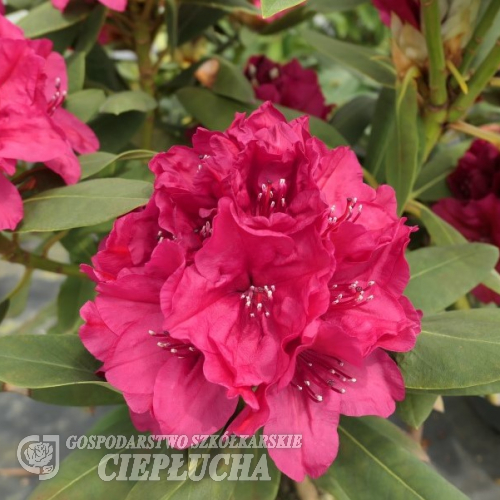 Vranov PBR - różanecznik wielkokwiatowy - Rhododendron hybridum 'Vranov' PBR