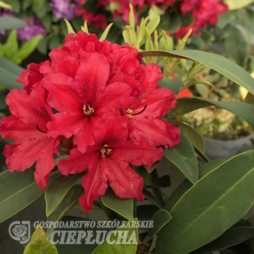 Taragona - Rhododendron Hybride - Taragona - Rhododendron hybridum