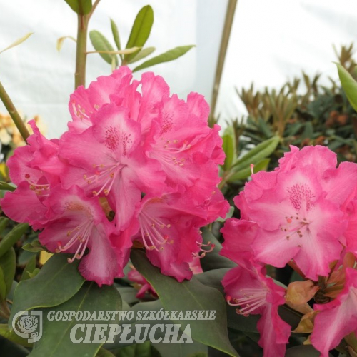 Marabu - różanecznik wielkokwiatowy - Rhododendron hybridum 'Marabu'