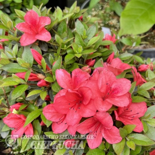 Marilee - Azalee - Marile - Rhododendron