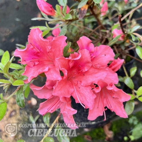 Michael Hill - Azalia japońska - Michael Hill - Rhododendron