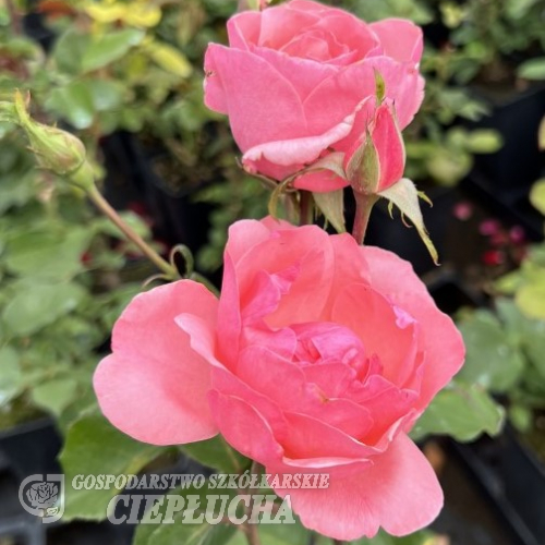 Queen Elizabeth - róża wielkowiatowa - Rosa Queen Elizabeth