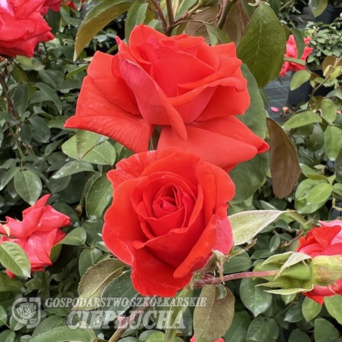 Sika - róża wielkokwiatowa - Rosa - Sika