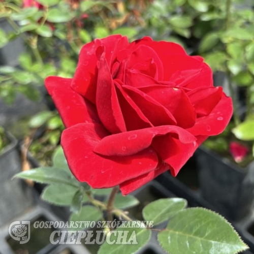 Tenerife - Großblütige Rose - Rose Tenerife