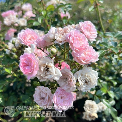 The Fairy - róża okrywowa - Rosa The Fairy
