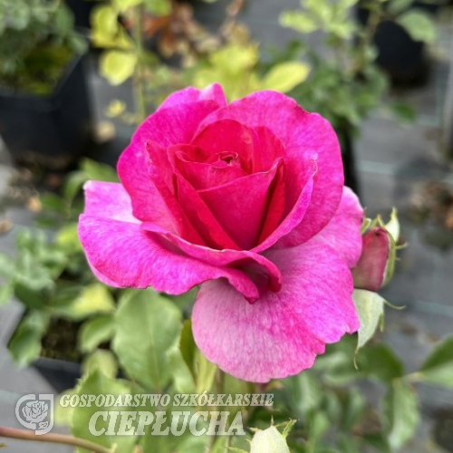 Violette Perfume - Schlingrose - Rosa - Violette Perfume