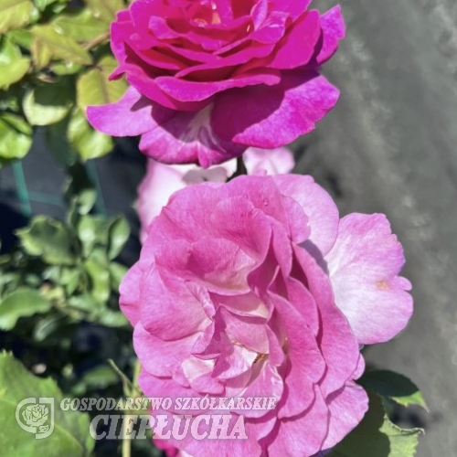 Violette Perfume - róża pnąca/wielkokwiatowa - Rosa - Violette Perfume