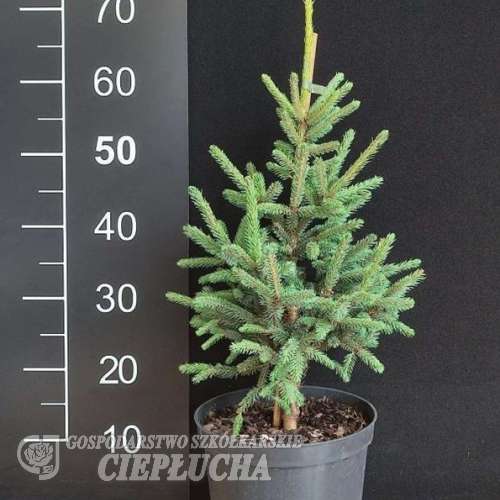 Picea mariana 'Beissneri' - świerk czarny - Picea mariana 'Beissneri'