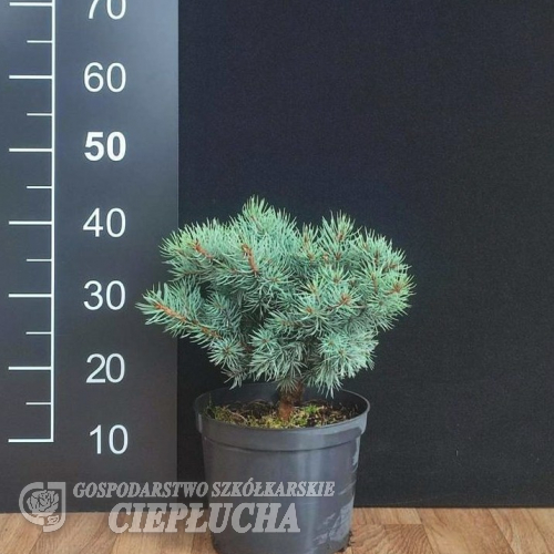 Picea pungens 'Pygmea Compacta' - świerk kłujący - Picea pungens 'Pygmea Compacta'
