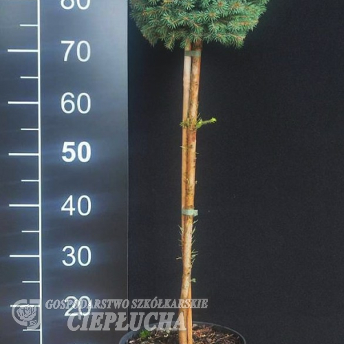 Picea pungens 'Sleszyn' - świerk kłujący - Picea pungens 'Sleszyn'